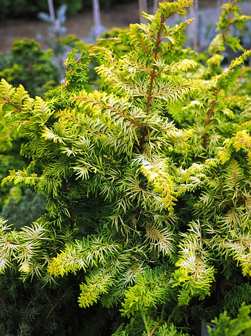 Chamaecyparis obtusa 'Fernspray Gold' 